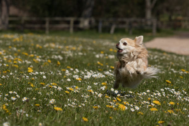 istock Long haired chihuahua playing 1145067646