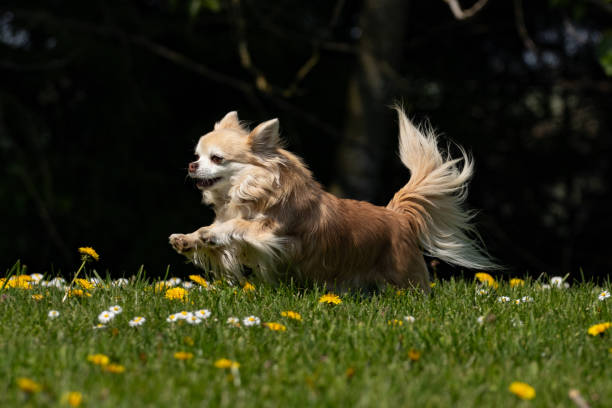 istock Long haired chihuahua playing 1145067683