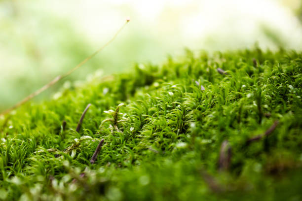Green carpet of moss in sunny forest stock photo