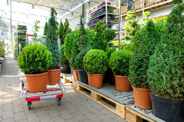 scegliere piante ornamentali al garden center - centro per il giardinaggio foto e immagini stock