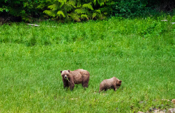 grizzlis au canada - flathead national forest photos et images de collection