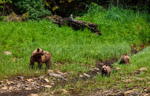 grizzlis au canada - flathead national forest photos et images de collection