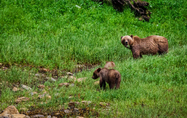 grizzlis dans la nature - flathead national forest photos et images de collection