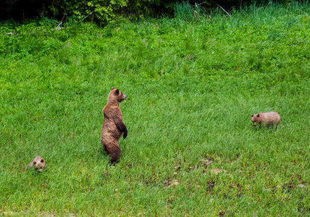 istock Grizzly Bears standing protecting cubs 1145068498