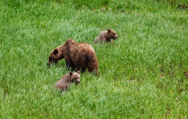grizzlis alimentant sur l’herbe - flathead national forest photos et images de collection