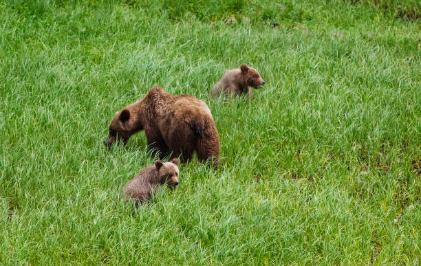 草を食��べるグリズリー・ベア - flathead national forest ストックフォトと画像