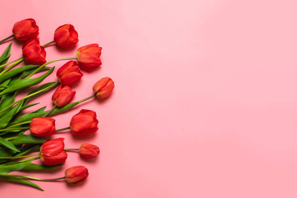 istock Valentines background. Red tulips on a pink background. Flat lay, top view. 1145069271