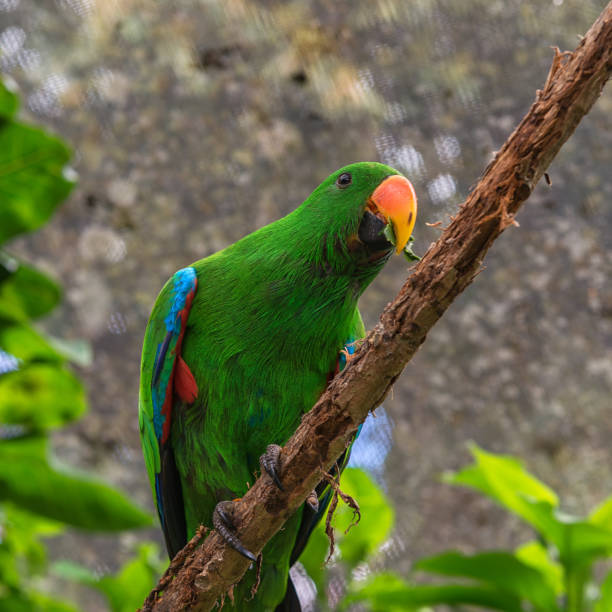 istock A multi-colored parrot with a leaf in its beak sits on a dry branch on a light blurred background. 1145069426
