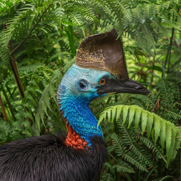 casuario meridionale, uccello australiano della grande foresta, birdworld, kuranda, queensland - beak bird blue cassowary foto e immagini stock