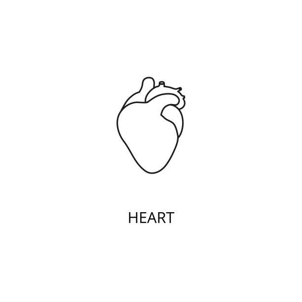 ilustraciones, imágenes clip art, dibujos animados e iconos de stock de órgano cardíaco del icono vectorial del cuerpo humano, estilo de contorno, trazo editable - pumping blood illustrations