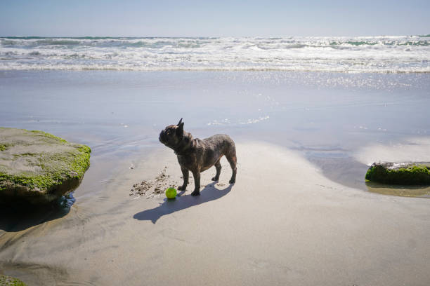 French Bulldog at Dog Beach on a sunny afternoon in Del Mar, San Diego, California, Southern California.
