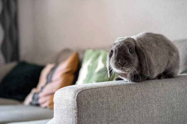 Cute little bunny on the sofa posing to the camera stock photo