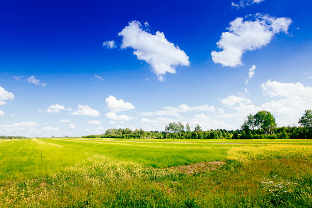 istock Spring summer background - rural road in green grass field meadow scenery lanscape with blue sky 1145070104