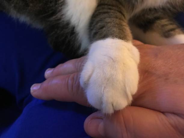 istock Paw from my friend 1145071040