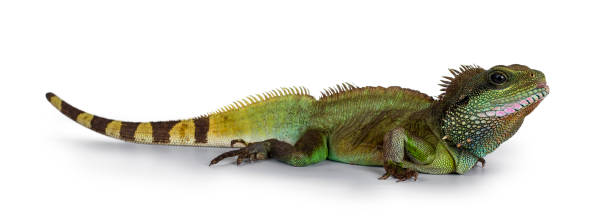 istock Bright colored Asian Water Dragon on white 1145071902
