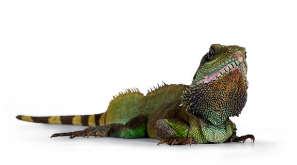 istock Bright colored Asian Water Dragon on white 1145071907