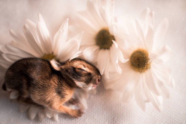 baby rabbit with flowers
