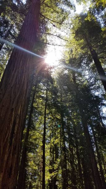 istock Redwoods and the sun 1145073234