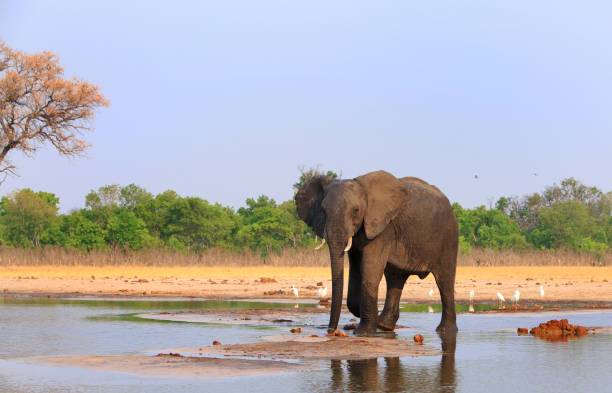 Lone Elephant paddling in a shallow waterhole with a natural bush background in Hwange National Park, Zimbabwe African Elephant standing in a waterhole with a natural bushveld and pale blue sky in Hwange National Park, Zimbabwe bushveld photos stock pictures, royalty-free photos & images
