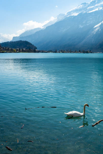istock Brienz lake during the sunshine day 1145074337