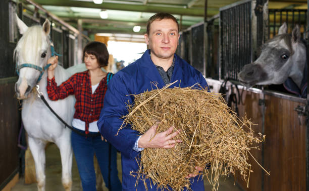 istock Man in working clothes feeding horse 1145074395