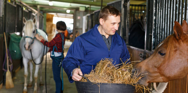 istock Farm worker feeding horse with hay 1145074399