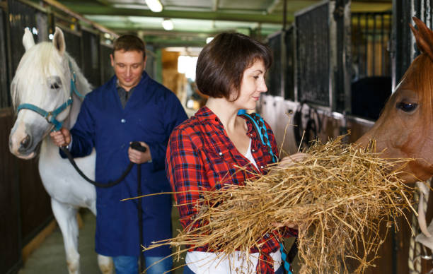 istock Positive female worker feeding horses 1145074408