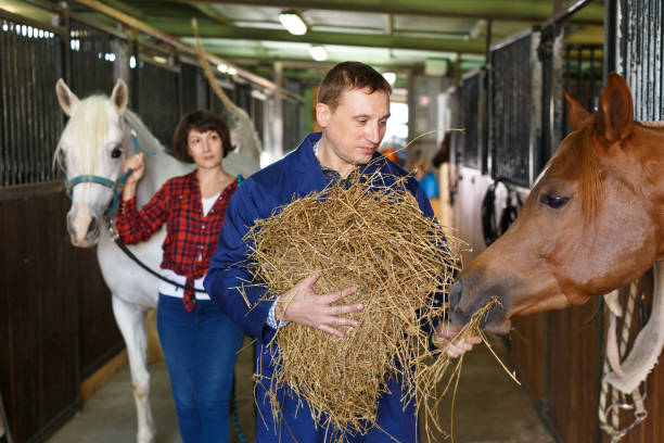 istock Man in working clothes feeding horse 1145074409