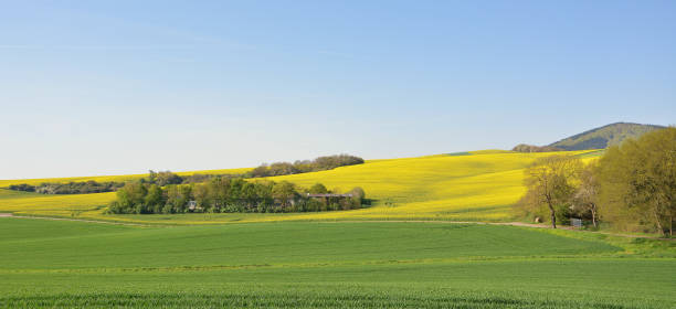 istock Beautiful spring panoramic landscape. Yellow rapeseed fields and green fields of young wheat, blue sky. Wavy country road. The hills. 1145074809
