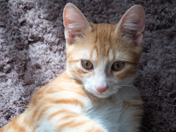 istock Beautiful red kitten lying on the carpet and basking in the sun 1145076774