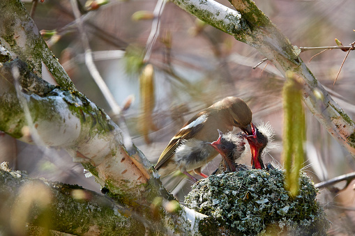 Bird's nest: Mother feeding the offspring