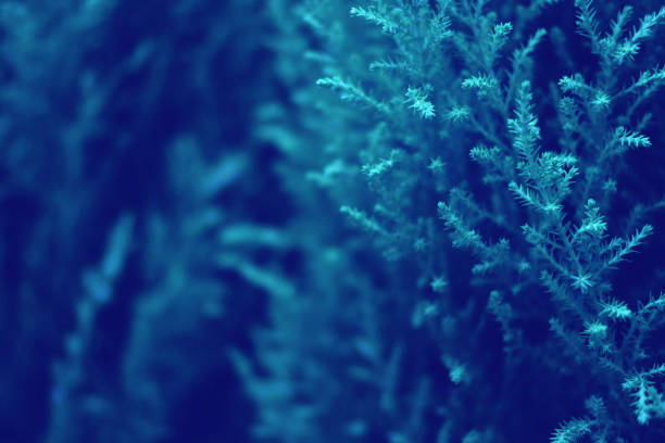 istock Blue plant background. Christmas template 1145077018