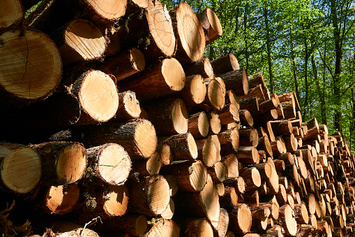 Freshly stacked forest timber
