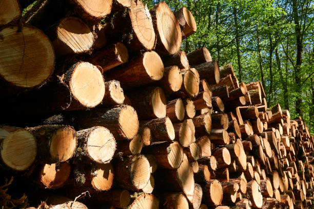 Freshly stacked forest timber Freshly stacked forest timber pine tree lumber industry forest deforestation stock pictures, royalty-free photos & images