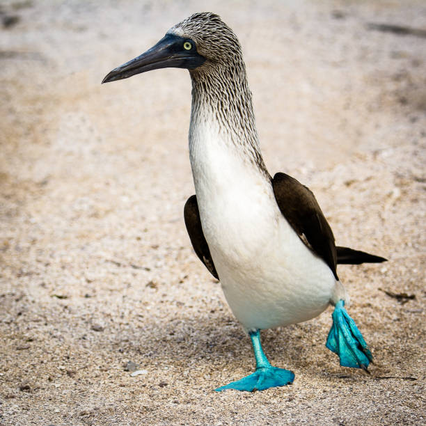 Blue footed boobies, Galapagos