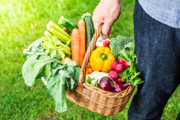 istock Gardener holds wicker basket filled with vegetables 1145080214