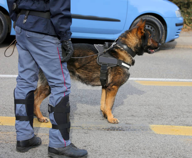 Dog Canine Unit of the police to identify the explosives Dog Canine Unit of the police to identify the explosives during an anti-terrorist operation police dog handler stock pictures, royalty-free photos & images
