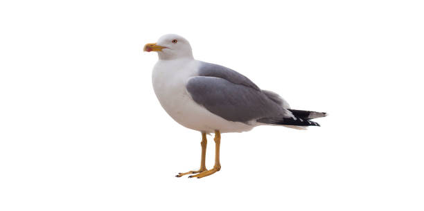 istock sea gull bird isolated on white 1145081839