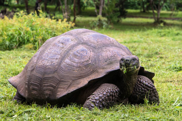 istock Giant turle of the Galapagos. 1145082092