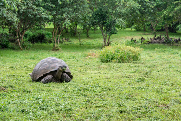 istock Giant turle of the Galapagos. 1145082101