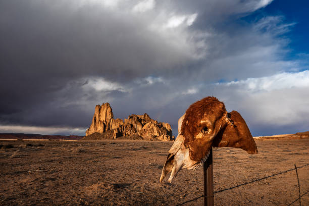 Horse skull on a fence post in a western desert landscape with dramatic storm clouds and sky.