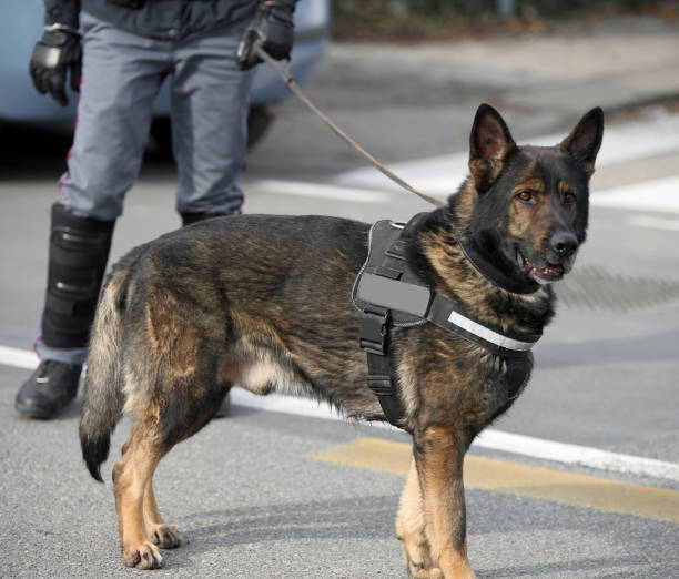 Dog Canine Unit of the police and a policeman Dog Canine Unit of the police and a policeman  in uniform police dog handler stock pictures, royalty-free photos & images