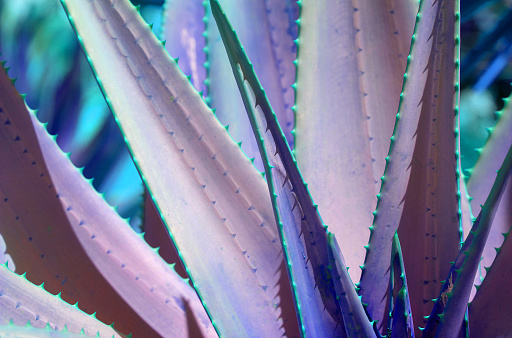 Abstract succulent agave and aloe vera plants closeup macro in surrealistic color scheme blue pink blue turquoise.