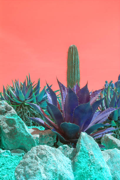 istock Surrealistic abstract purple color cactus orange sky 1145082269