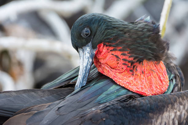 istock Frigate birds in Galapagos showing red throats 1145082564
