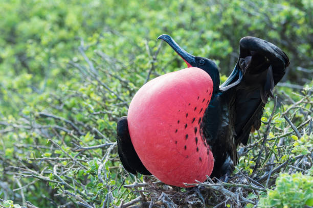 istock Frigate birds in Galapagos showing red throats 1145082793