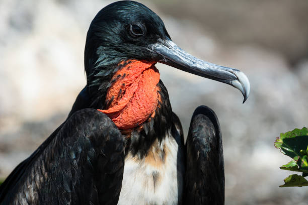 istock Frigate birds in Galapagos showing red throats 1145082794