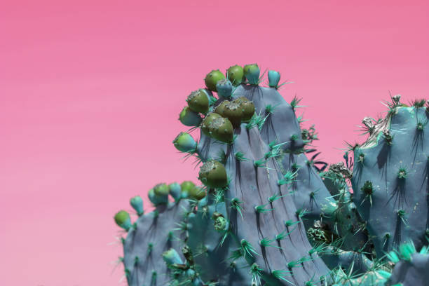 istock Surrealistic abstract blue thorny cactus against pink orange sky 1145082797
