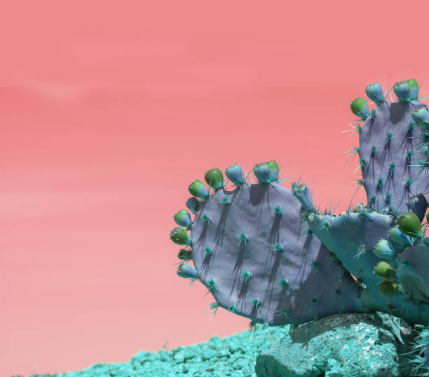 istock Surrealistic abstract blue thorny cactus against pink orange sky 1145082852