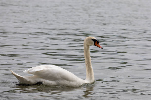 istock Mute swan (Cygnus olor) swimming in water 1145083278